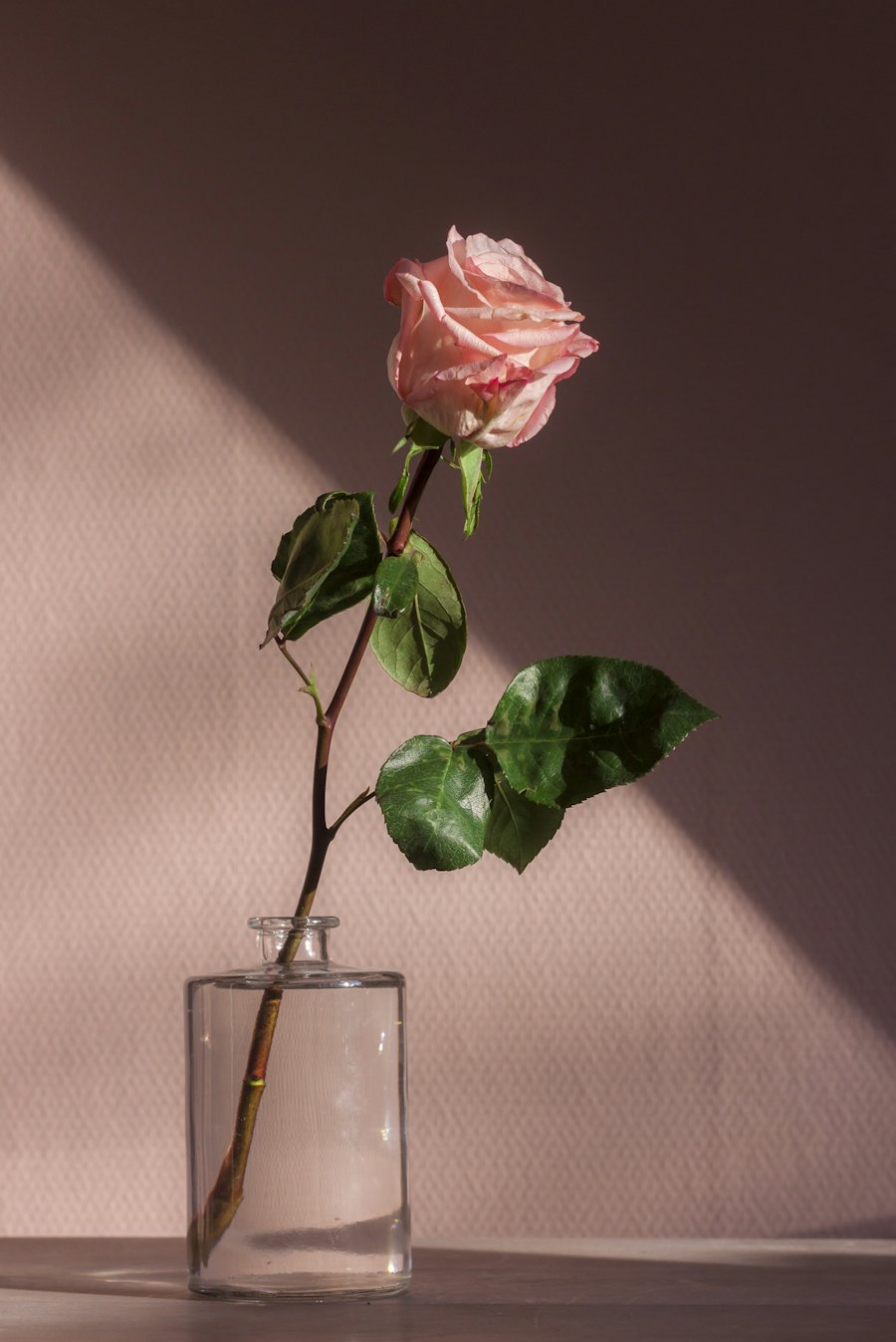 Piperbloom arrangement