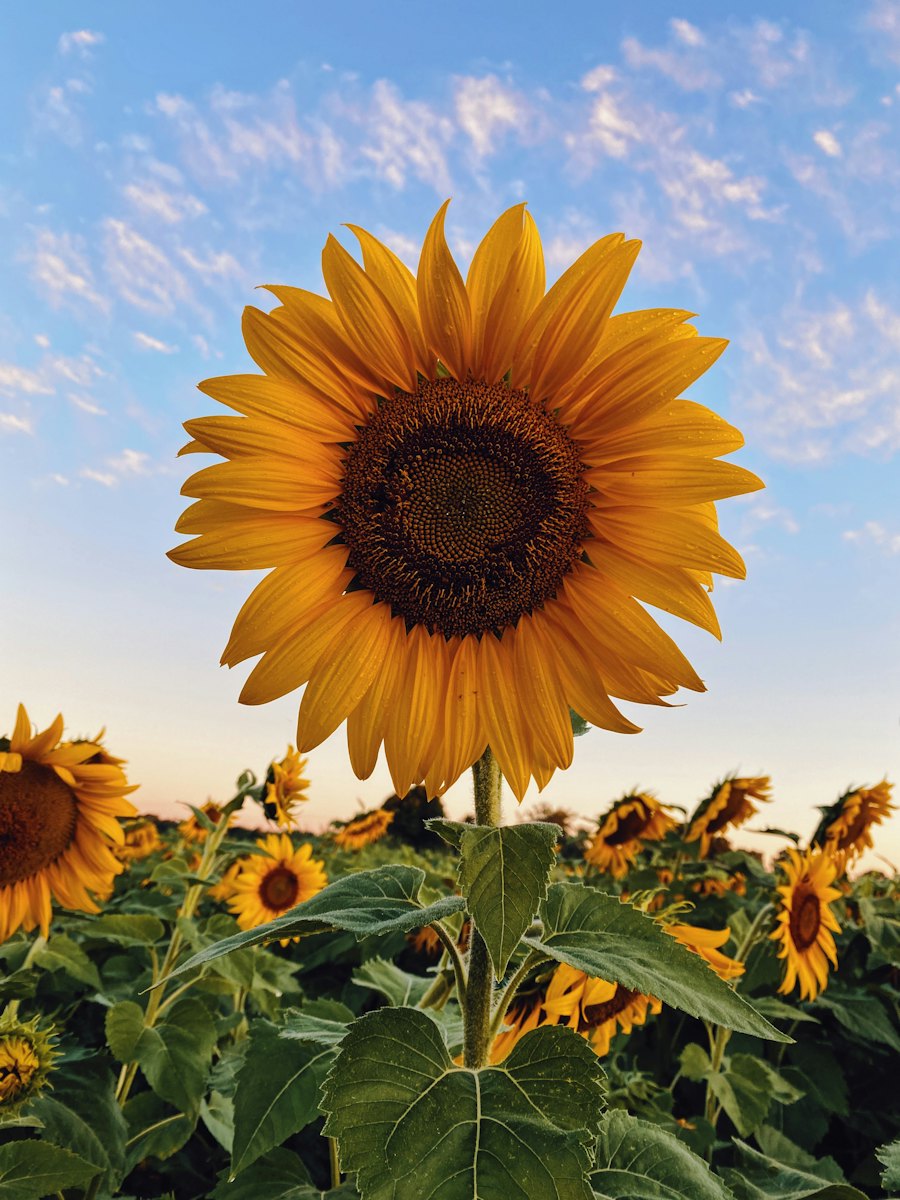 Sunshine sets