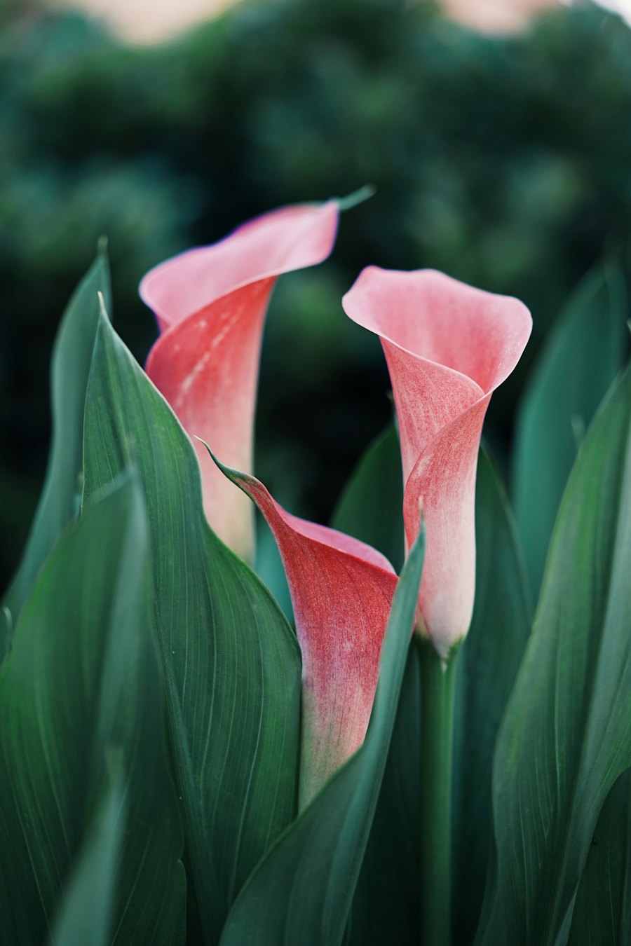 Calla lilies for new arrivals